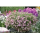 Calibrachoa Can-can Rosies Pink Vien