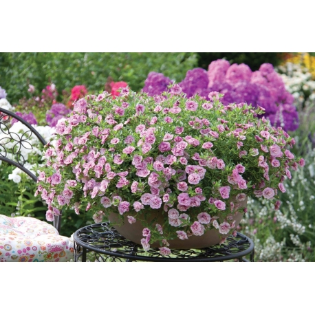 Calibrachoa Can-can Rosies Pink Vien