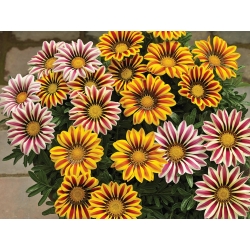 Gazania rigens Kiss mix - Záporvirág