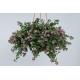 Bacopa-Sutera Great Pink Beauty