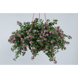 Bacopa-Sutera Great Pink Beauty