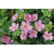 Bacopa-Sutera Great Pink Beauty