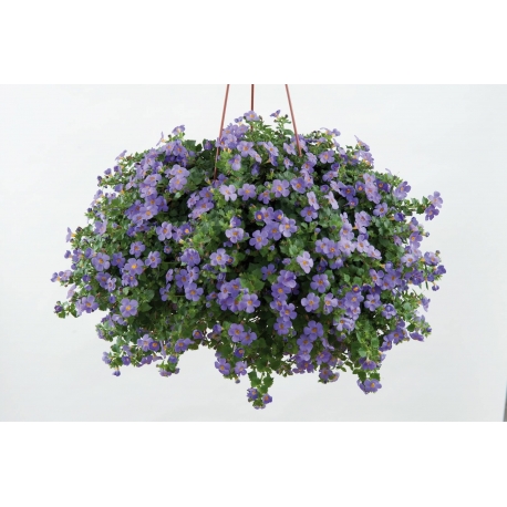 Bacopa-Sutera Scopia Gulliver Blue