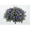 Bacopa-Sutera Scopia Gulliver Blue