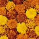 Tagetes patula nana Bonanza - Kisvirágú bársonyvirág (büdöske)