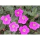 Erodium - Bocianik variabilný