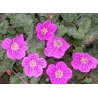 Erodium - Bocianik variabilný