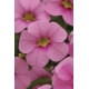 Calibrachoa Cabaret Light Pink