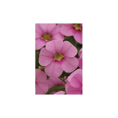 Calibrachoa Cabaret Light Pink