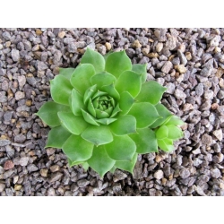 Sempervivum - Skalnica