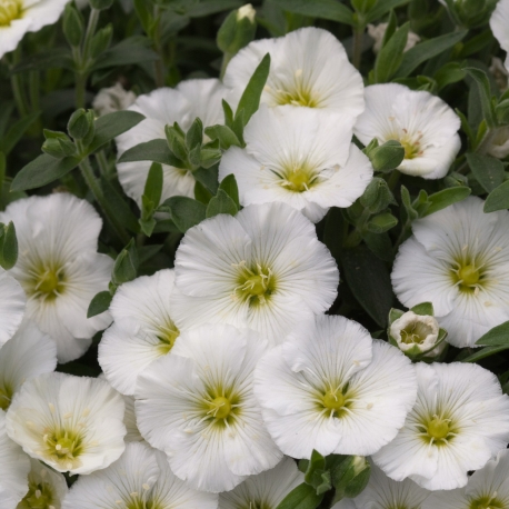 Arenaria montana Summer White - Piesočina horská