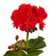 Pelargonium Zonale Friesia-Muškát kríčkový