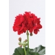 Pelargonium Peltetum Fabian-Telt virágú félfutó muskátli