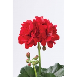 Pelargonium Peltetum Fabian-Telt virágú félfutó muskátli