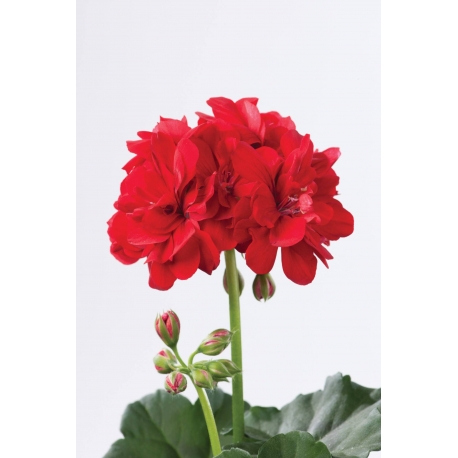 Pelargonium Peltetum Fabian-Telt virágú félfutó muskátli