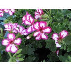 Pelargonium Peltatum Chris-Muškát ťahavý plnokvetý