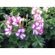 Pelargonium Peltatum Chris-Telt virágú félfutó muskátli