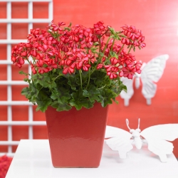 Pelargonium Peltatum Nixe-Telt virágú félfutó muskátli