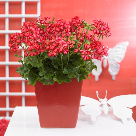 Pelargonium Peltatum Nixe-Muškát ťahavý plnokvetý