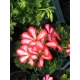 Pelargonium Peltatum Nixe-Telt virágú félfutó muskátli