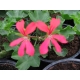 Pelargonium Peltatum Balcon Red-Futó muskátli