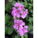 Pelargonium Peltatum Amelit-Telt virágú félfutó muskátli