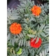 Tagetes patula nana Fireball - Kisvirágú bársonyvirág (büdöske)