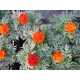 Tagetes patula nana Fireball - Kisvirágú bársonyvirág (büdöske)