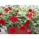 Calibrachoa Cabaret Bright Red