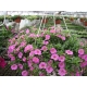 Calibrachoa Cabaret Light Pink