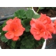 Pelargonium Zonale Perlenkette Sabine - Muškát kríčkový