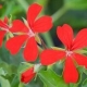 Pelargonium Peltatum Tiroli-Futó muskátli piros