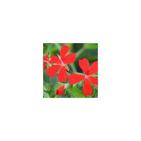 Pelargonium Peltatum Tiroli-Futó muskátli piros