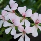 Pelargonium Peltatum Ville de Dresden-Muškát ťahavý bielý