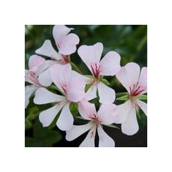 Pelargonium Peltatum Ville de Dresden-Futó muskátli fehér