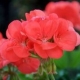 Pelargonium Zonale Perlenkette Sabine - Muškát kríčkový