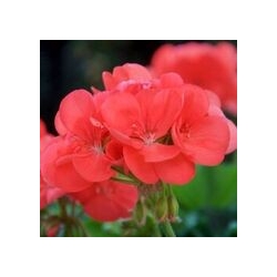 Pelargonium Zonale Perlenkette Sabine - Muskátli