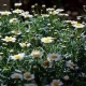 Argyranthemum frutescens - Margaréta