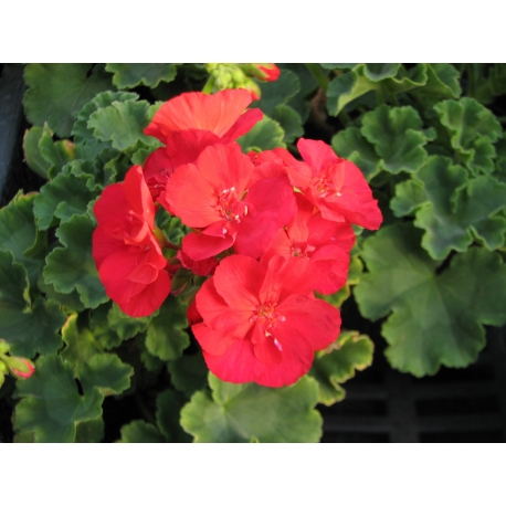 Pelargonium Zonale Jule-Muškát kríčkový