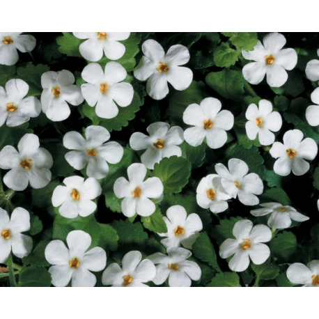 Bacopa-Sutera White