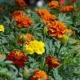 Tagetes patula nana Bonanza - Kisvirágú bársonyvirág (büdöske)