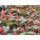 Begonia Big Red Bronze Leaf