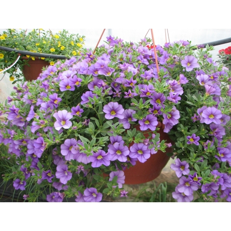 Calibrachoa Cabaret Lavender