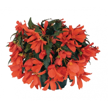 Begonia Boliviensis Bonaparte Red