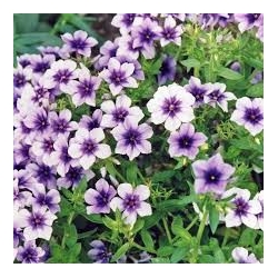 Phlox drummondii Ethnie - Lángvirág