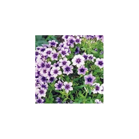 Phlox drummondii Ethnie - Lángvirág