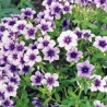 Phlox drummondii Ethnie - Lángvirág