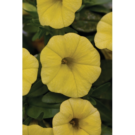 Calibrachoa Cabaret Pure Yellow