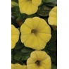 Calibrachoa Cabaret Pure Yellow