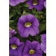 Calibrachoa Cabaret Lavender